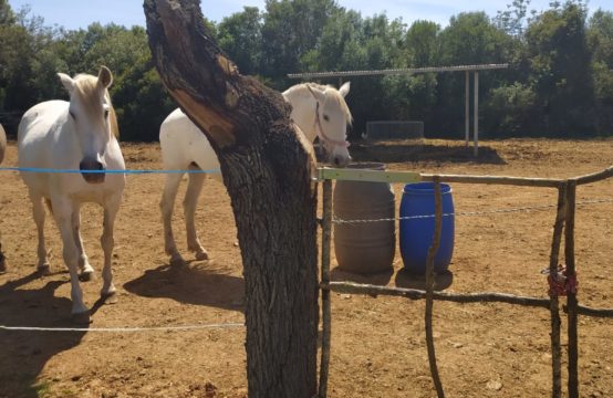 Großzügiges Grundstück mit bereits genehmigter und erteilter Baugenehmigung in Sineu | Ref.: 13669